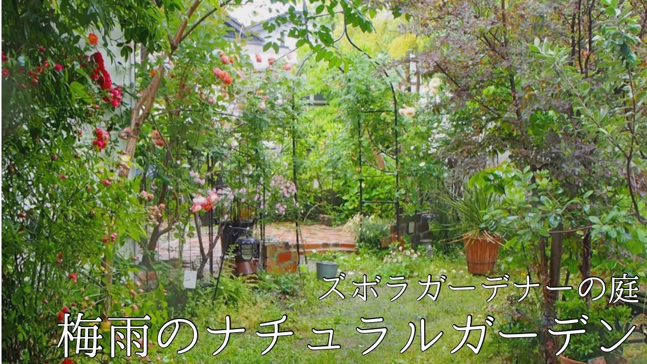 梅雨のマイガーデン/手入れせずに梅雨入りしたらこんな庭です/宿根草の花が咲く雨の庭