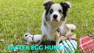 easter egg hunting with my border collie Rosie and bunny