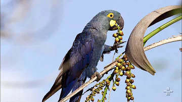 O que pode ser feito para proteger a arara-azul?