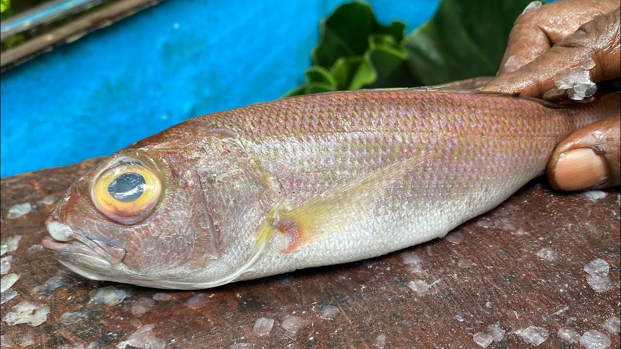 FRESH MULLET FISH (GAL MALU ) Cutting Skills (CURRY CUT) YouTube