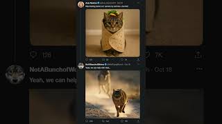 Cat Burrito Gone Wrong