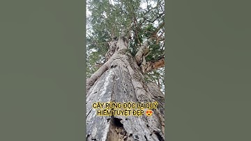 CÂY RỪNG ĐỘC LẠ QUÝ HIẾM TUYỆT ĐẸP TRÊN TÂY NGUYÊN.