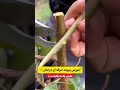 آموزش پیوند سیب پیوند Farming پیوندگردو Garden