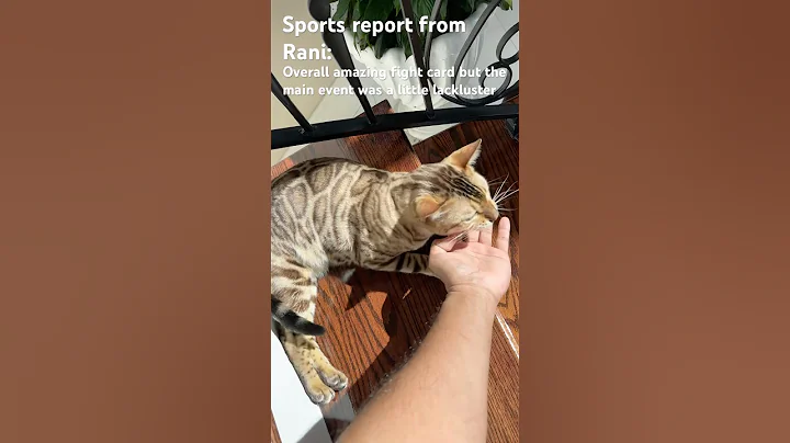 Video 10583051: bengalcat cat, cat fight, f1