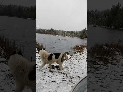 2ое ноября 2024 Купальный сезон продолжается