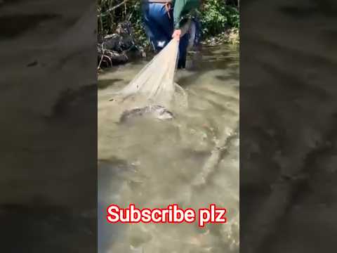 Catch A Big Fish In The Net 