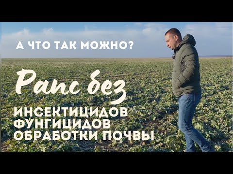 Выращивание рапса без инсектицидов, фунгицидов и обработки почвы. Это возможно?