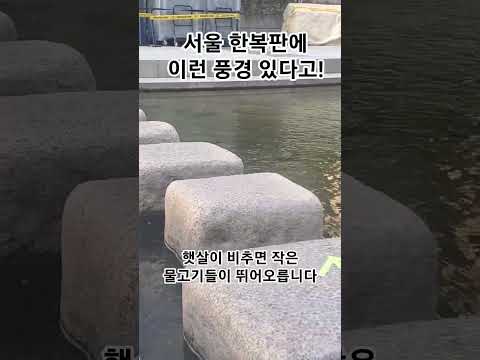 🐟 매일 아침작은 물고기들이 뛰어오르는 청계천🌿 도심 속 작은 기적