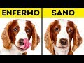 10 Señales De Que Tu mascota Necesita Tu Ayuda