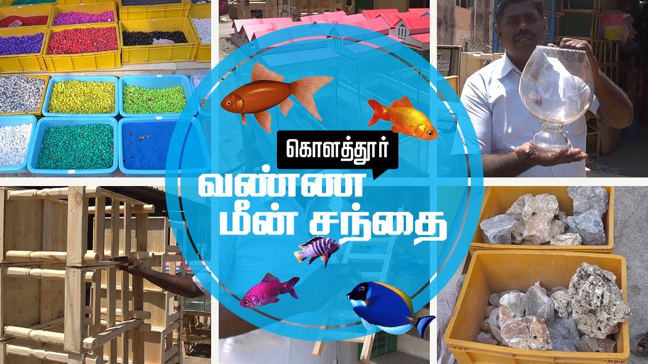 Kolathur Fish market Tour Exploring everything from starting to end