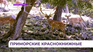 В Приморском крае утвердили порядок использования краснокнижных животных и растений