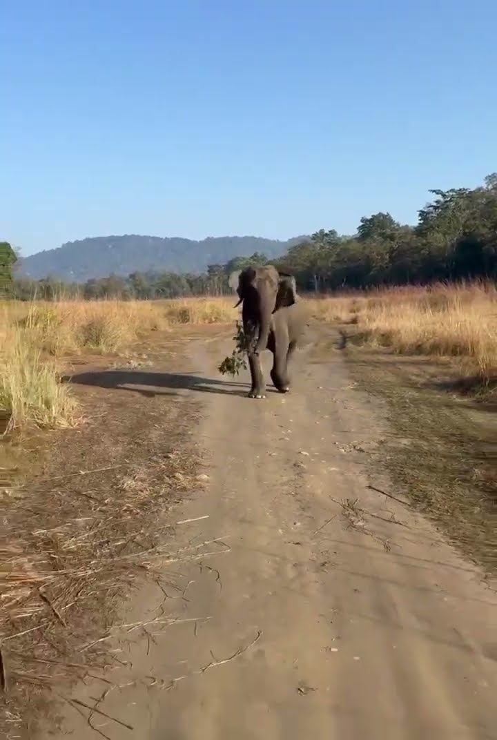 Elephant Suddenly Ran at Our Safari 😳 | Real Jungle Reality | Woxygen