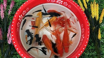 Lenka LyLy - Cá vàng bơi, cá baby kute dễ thương, Nhạc thiếu nhi remix sôi động