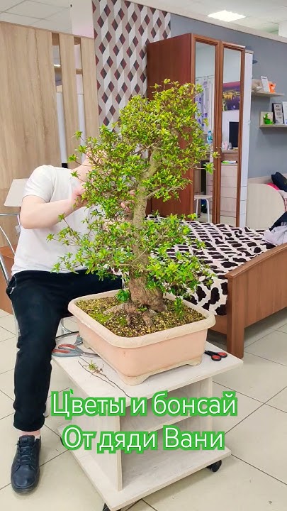 бонсай Азалия из Японии 💓🌴☘️🌲💓+79100092670 - YouTube