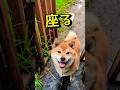 なんか可愛カールくん✨ #柴犬 #柴犬さん #柴犬カール #柴犬大好き