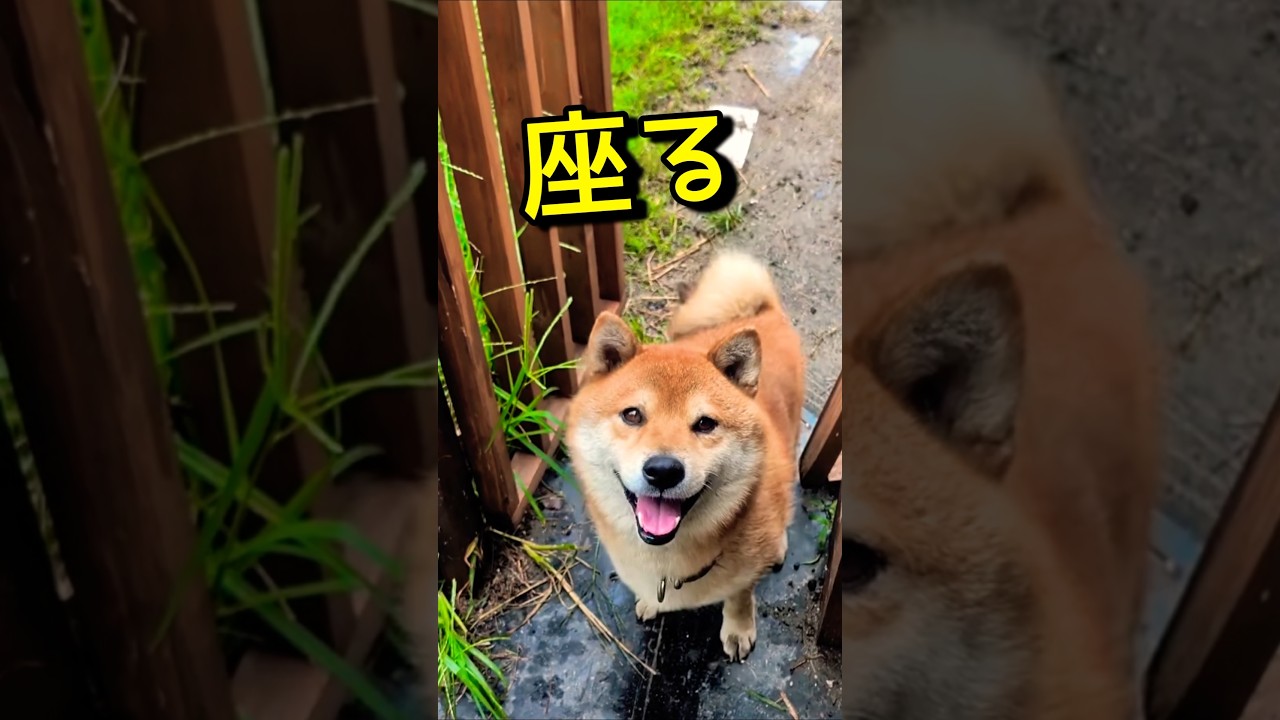 なんか可愛カールくん✨ #柴犬 #柴犬さん #柴犬カール #柴犬大好き