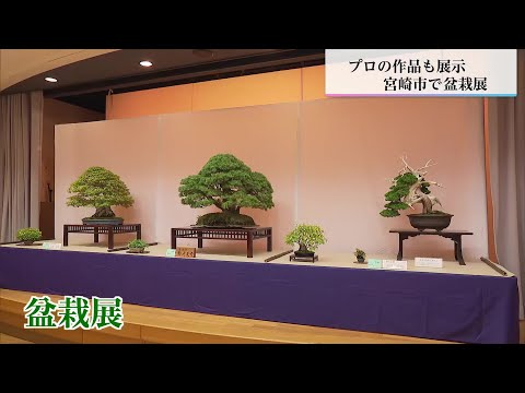 70 bonsai trees, including Japanese black pine and Japanese white
