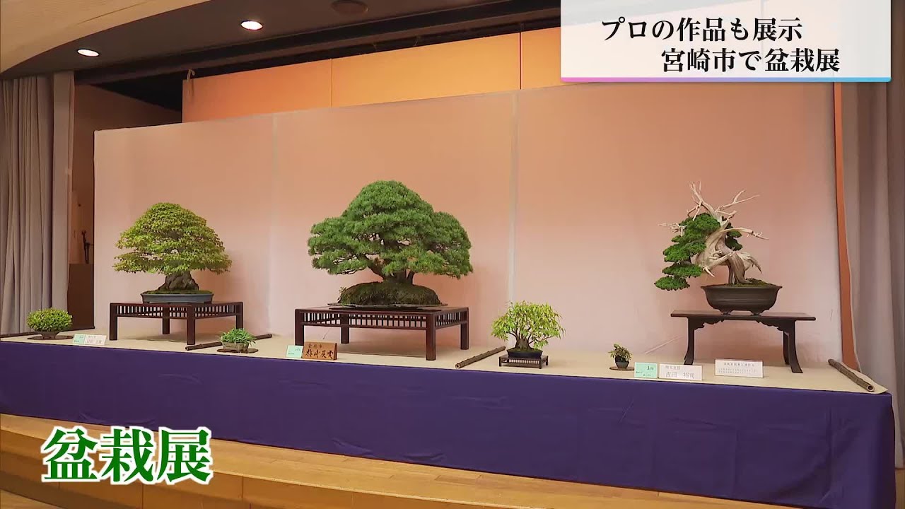 盆栽 70 bonsai trees, including Japanese black pine and Japanese white