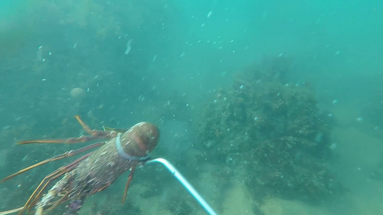 Whites run 2018 - Western Rock Lobster, Bunbury