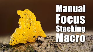 Manual Focus Stacking Woodland Macro Photography