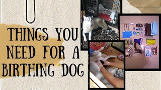 Athlete Statistics WHAT YOU NEED BEFORE WHELPING | HUSKY BIRTH ESSENTIALS | LABOR AND DELIVERY