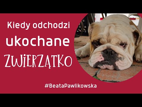 Wideo: Jak utrzymać psy przed niszczeniem drzew i krzewów