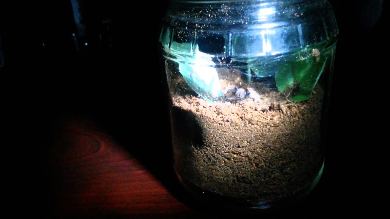 Green bottle blue webbing her enclosure. - YouTube