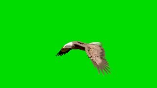Eagle Flying Transverse