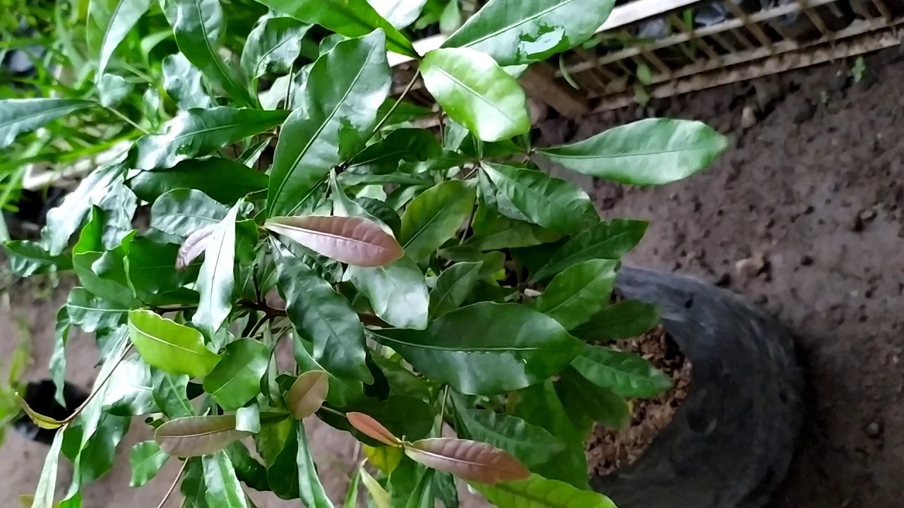 Tanaman herbal miracle 