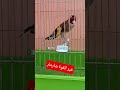 مقنين شارمار الله يبارك ما شاء الله