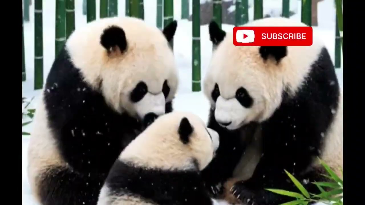 Panda play with snow 🥶 