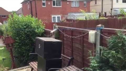 Bumble bees in my nest box