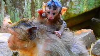 So Pitiful Long Tail Monkey Baby Has Serious Problem On Her Neck...!
