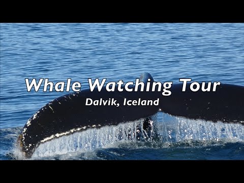 WHALE WATCHING TOUR in Dalvik, Iceland