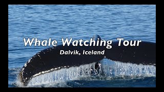 Whale Watching Tour In Dalvik, Iceland
