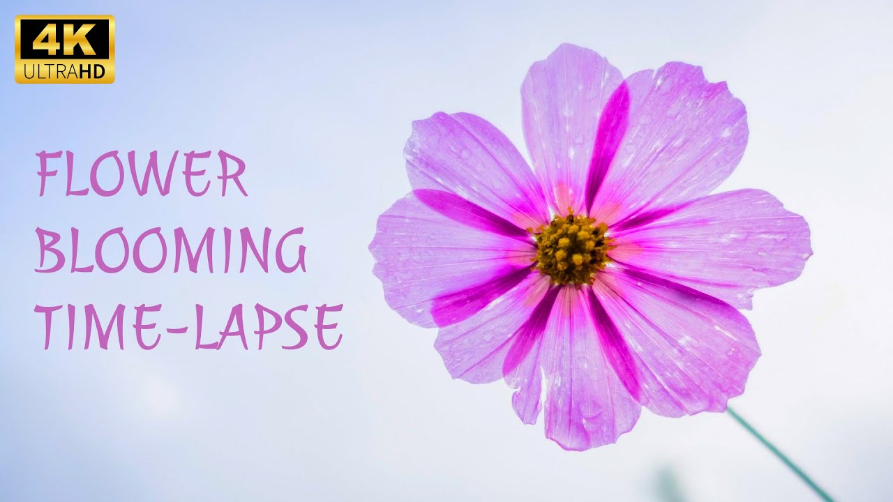 4K Blooming Flowers Time Lapse for Relaxation | 10 Mins | No Sound ...