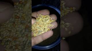 Java & budgies ki winter seed mix