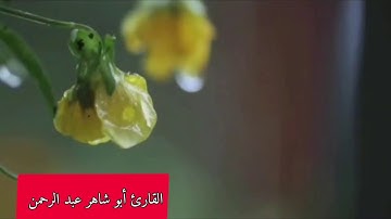 سورة الضحى للأخ أبو شاهر عبد الرحمن