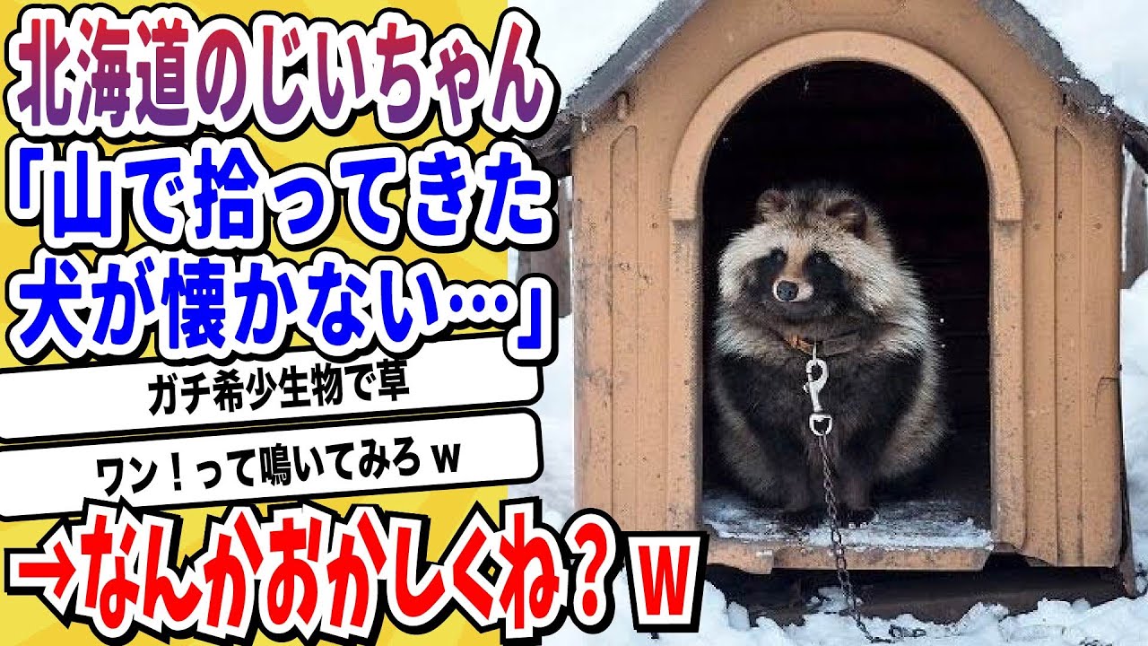 【2ch動物スレ】北海道のじいちゃんが山で犬拾って飼ってるけど…なんかおかしい→ガチで希少生物だったw【なんj/にちゃん 面白いスレ】