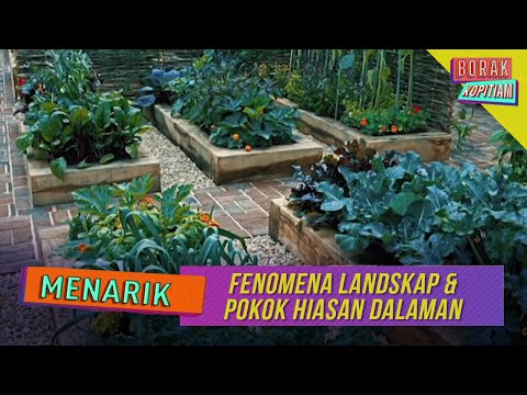 Video: Penjagaan Pokok Magnolia - Cara Menanam Pokok Magnolia yang Sihat