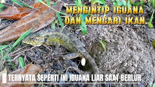 ✨ Momen Langka Intip Proses Eksklusif: Iguana liar Bertelur \u0026 Pesta Rebutan Udang di Tambak! 🦎🦐🥚