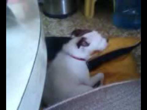 jack russell terrier pelo alambre Parson Terrier Crying