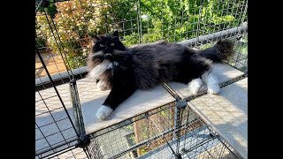 Mister Mistie’s CATio Time