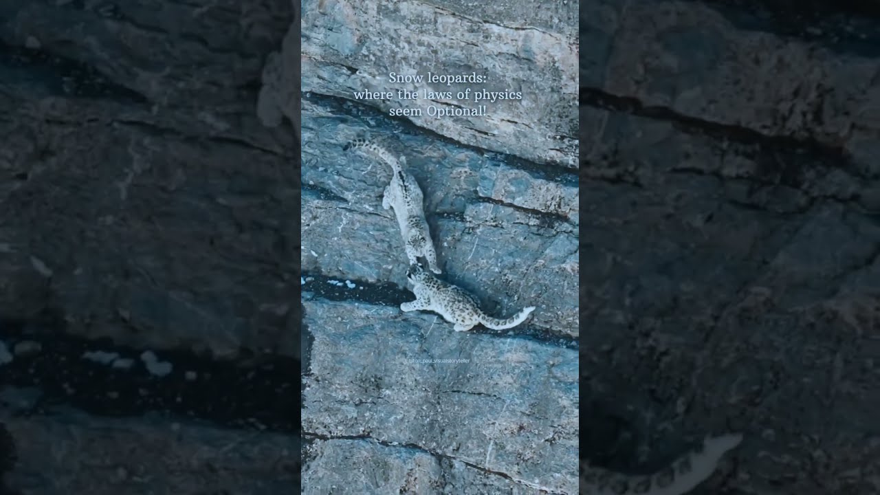 Snow leopard vs Gravity 😱