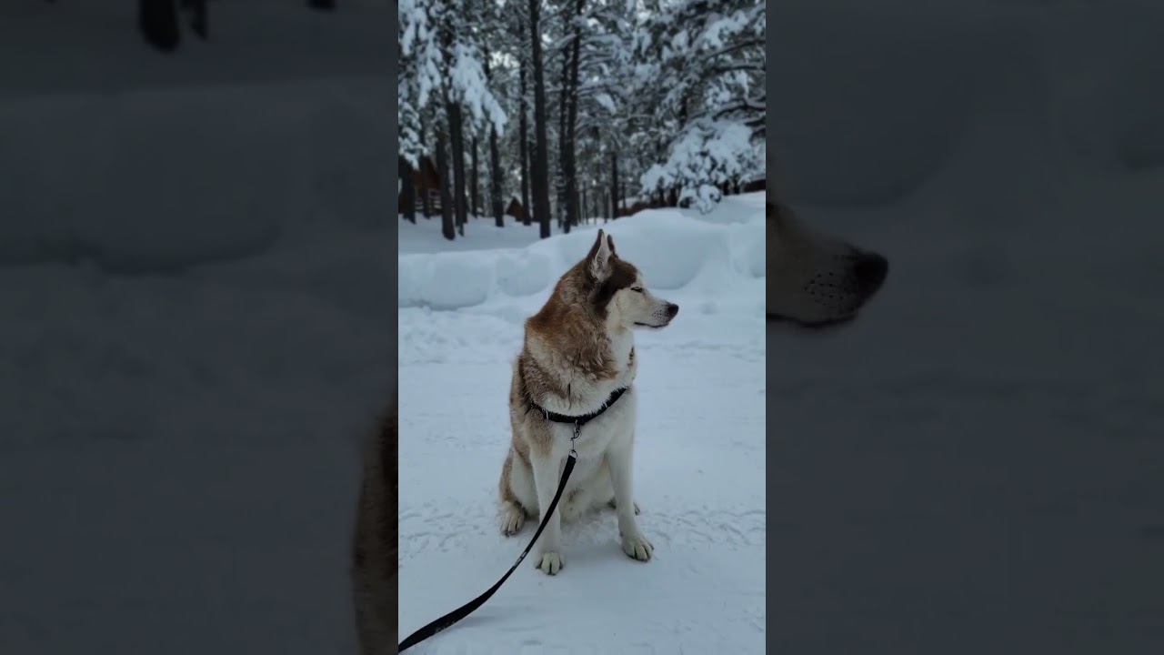 Petsmart Chief Toy Tester Submission 
