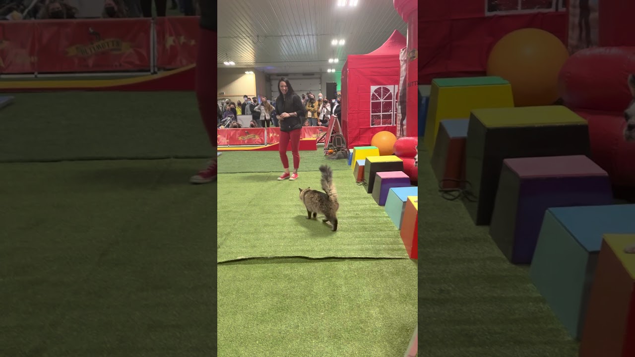 Tonic! Cat tricks with the Ultimutts