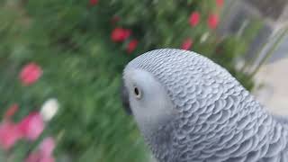 Fandok Is Very Excited To Play And Walk In The Garden Today.