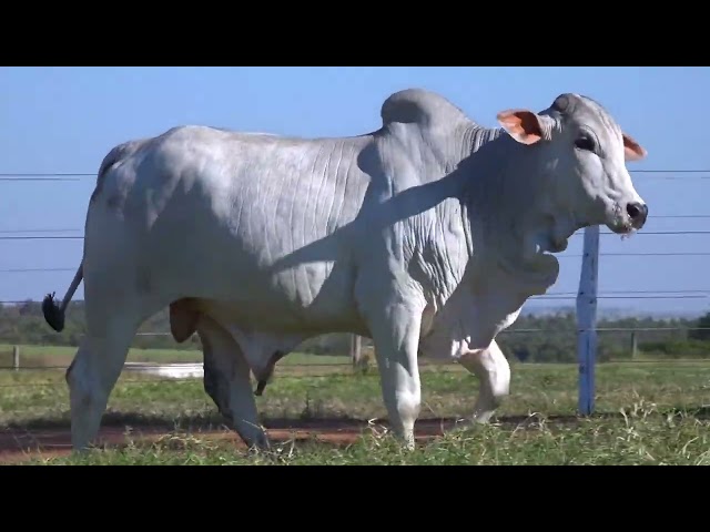 LOTE 46C   Leilão Touros Bela Alvorada Nelore Zan