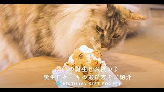 愛猫が喜ぶバースデーケーキ3選！お誕生日を美味しいケーキでお祝いしよう♪