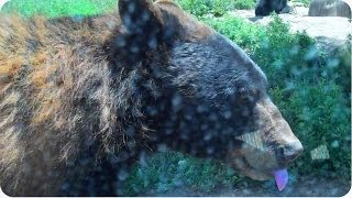 Bear Opens Car Door | Scary Hitchhiker Wants A Ride!
